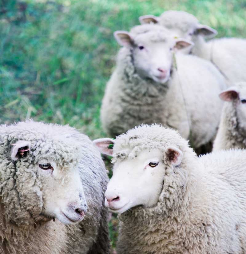 Slow Food Campaigns
